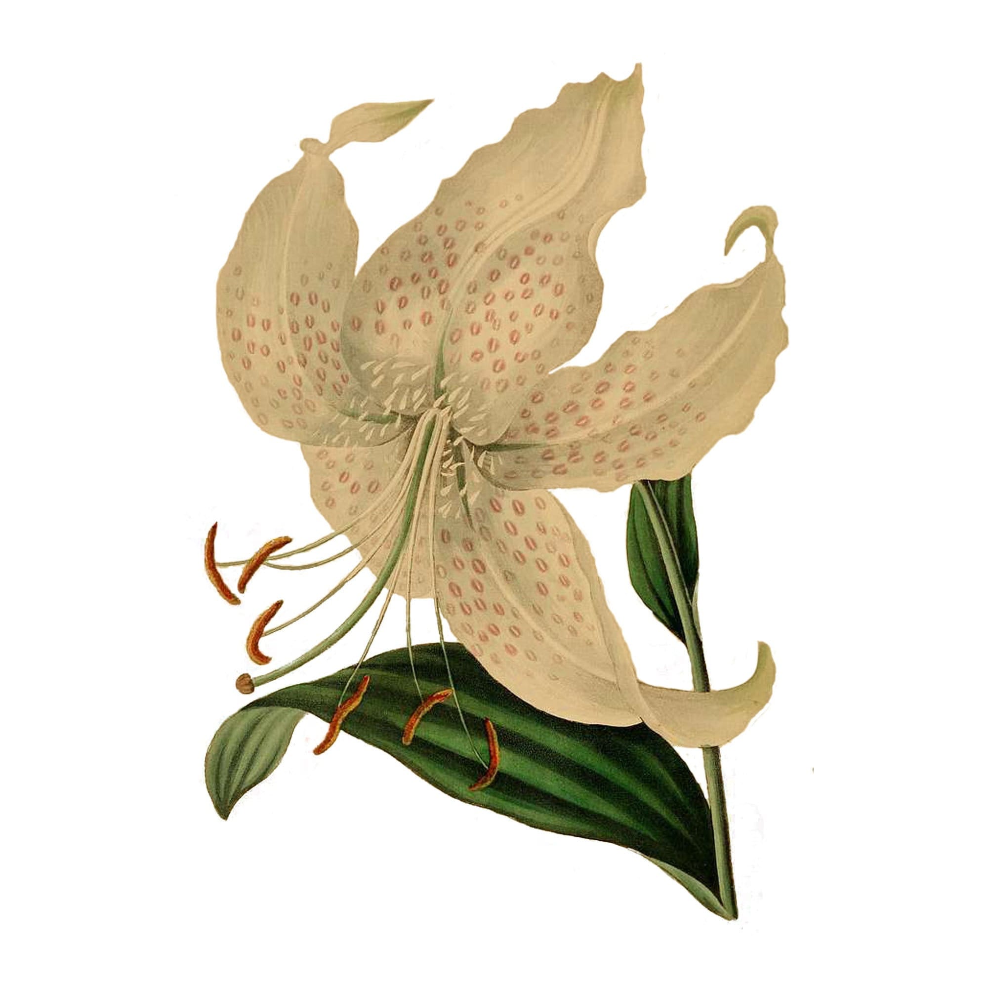 lily▼ページ Vintage Tiger Lily PNG, Vintage Botanical Illustration, Paxton
