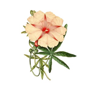 以下が含まれることがあります： 緑の葉のついた緑色のつるに、赤色の筋が入った繊細なピンクと白の花が咲いています。花の中心は星形をしています。