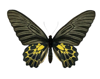 Vintage Common Birdwing PNG, Vintage Entomology Illustration