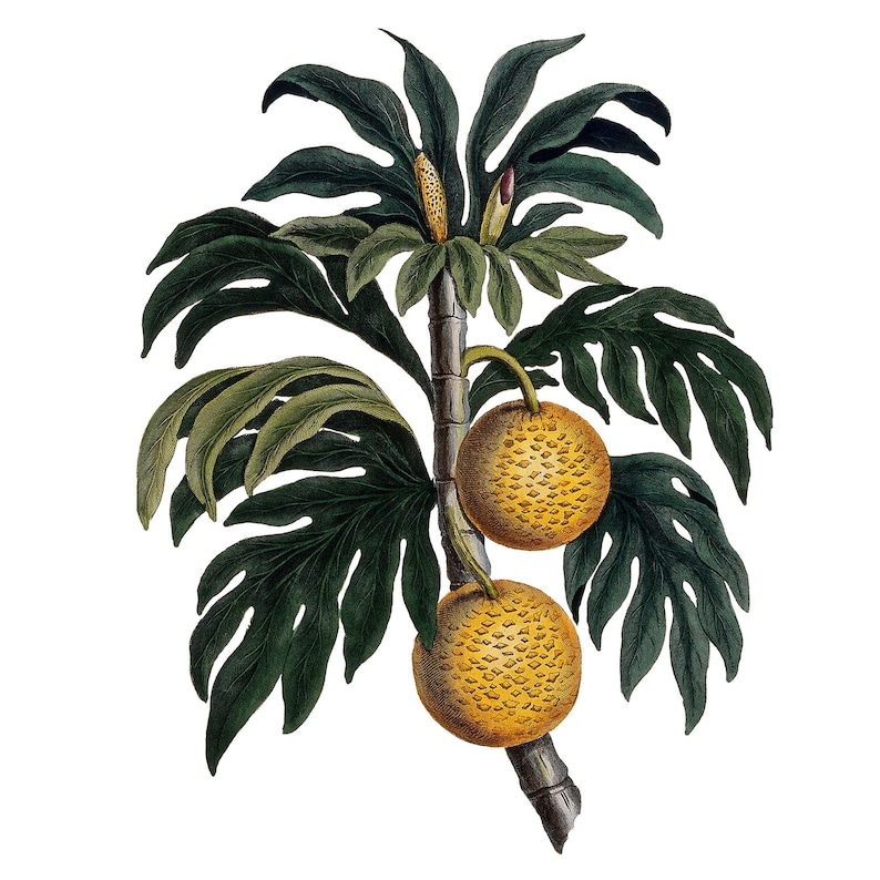 Puede incluir: Una ilustraci&oacute;n bot&aacute;nica de un &aacute;rbol de pan con dos frutos amarillos. El &aacute;rbol tiene hojas grandes y verdes con una vena central prominente.