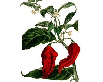 Vintage Chili Pepper PNG, Ilustración botánica vintage, Paxton, 1838