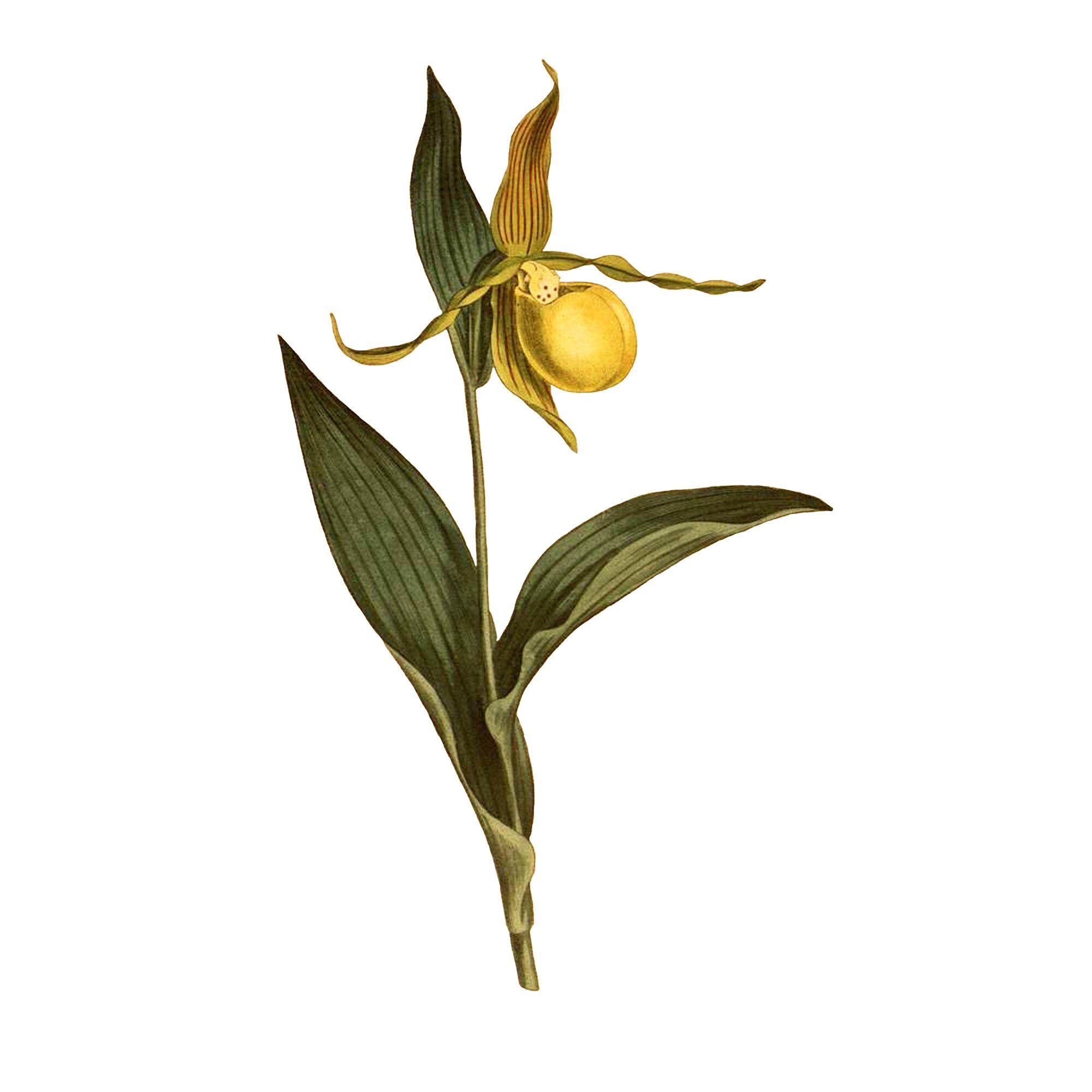 Lady Slipper (Pedilanthus macrocarpus). Relais de la Reine… | Flickr