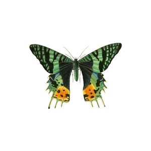 PNG de la polilla del atardecer de Madagascar, ilustración de entomología vintage, 1831