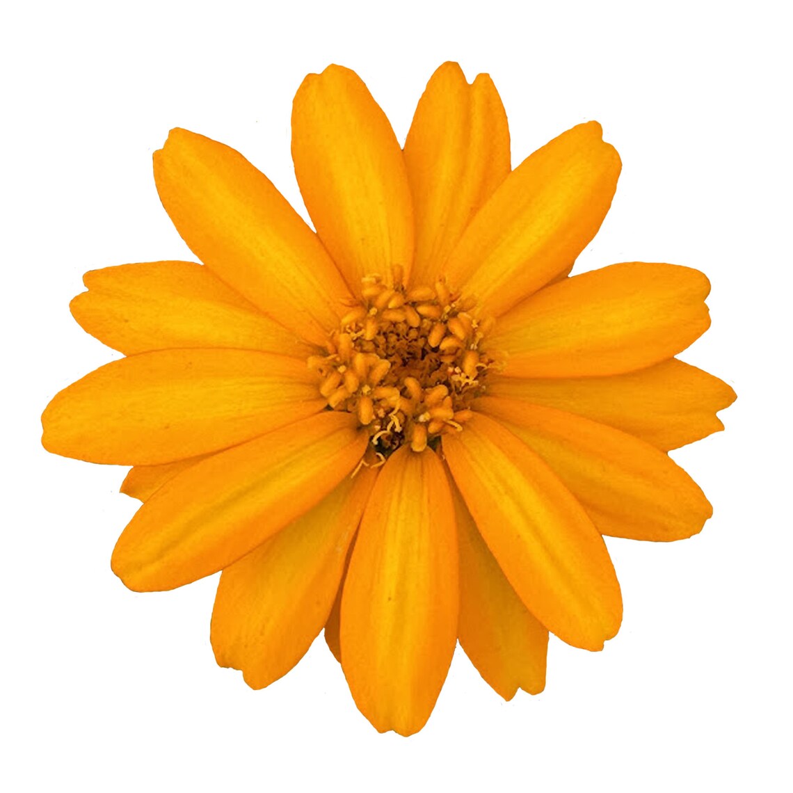 Yellow Zinnia Botanical PNG Lifelike Zinnia Clipart Yellow Flower Yellow Zinnia Botanical PNG Lifelike Zinnia Clipart Yellow Flower