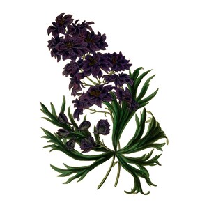 Vintage Delphinium PNG, Vintage Botanical Illustration, Paxton, 1838