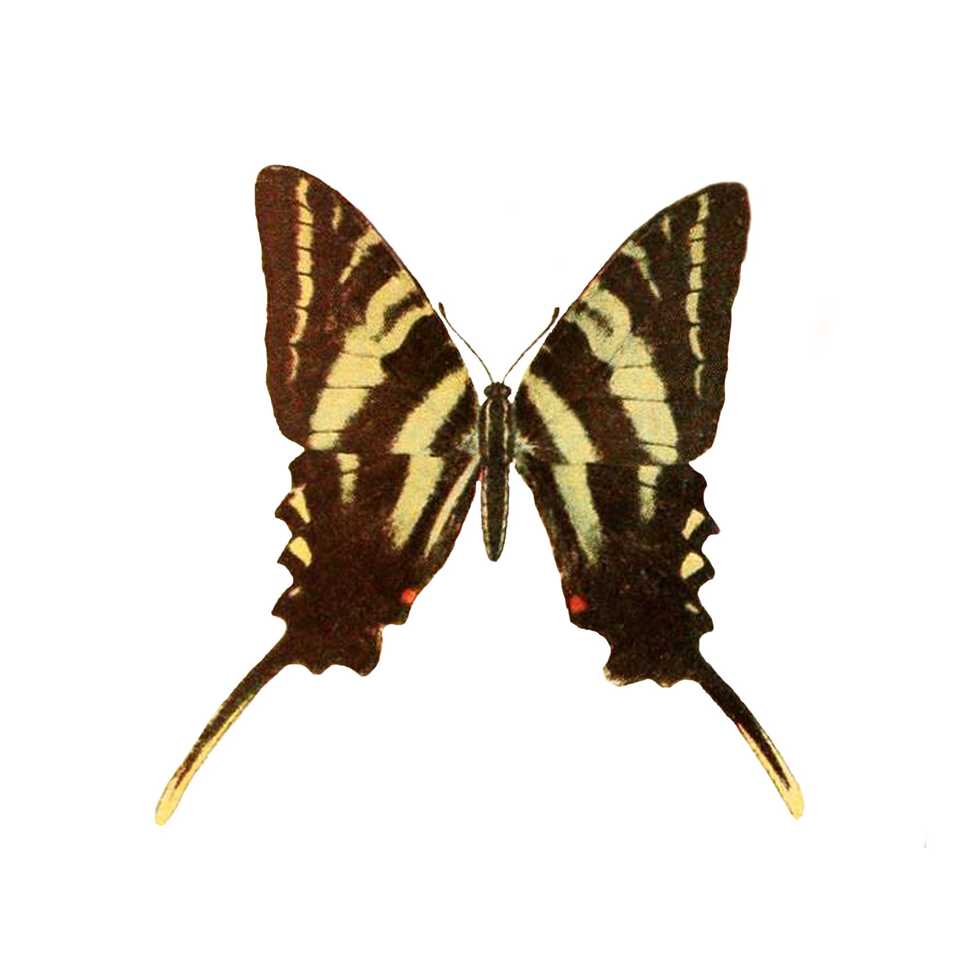 Vintage Zebra Swallowtail Butterfly PNG, Vintage Botanical