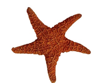 Orange Starfish PNG, Vintage Oceanography Illustration, 1902