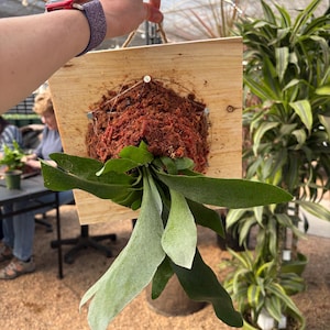 May include: A mounted staghorn fern, featuring large, antler-like fronds in shades of green and gray. The fern is attached to a wooden plaque with a reddish-brown substrate. A natural, decorative piece for indoor or outdoor spaces.
