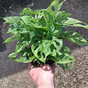 May include: A Monstera adansonii plant featuring numerous vibrant green, heart-shaped leaves with distinct natural perforations or holes throughout the foliage. The plant is contained within a dark plastic nursery pot, showcasing a dense growth pattern.
