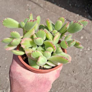 May include: A Kalanchoe tomentosa succulent plant with fuzzy, light green, oval-shaped leaves featuring serrated edges tipped in reddish-brown. The plant is potted in a small, round, terracotta-colored plastic container with visible soil.