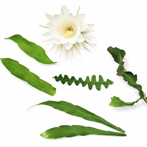 Rare Epiphyllum Combo Cuttings – Queen of the Night,  Fishbone, Curly Q, Hookeri . Rooted or Unrooted.  2", 4", 6" Pots - Hanging Baskets