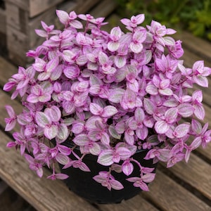 May include: A Callisia repens plant, commonly known as a pink lady, featuring dense clusters of small, pointed leaves. The foliage displays a variegated pattern of vibrant pink, soft white, and light green stripes, all contained in a black pot.