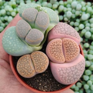 May include: A small terracotta pot holds several colorful living stone plants. The plants have rounded, fleshy leaves in shades of green, gray, pink, and orange. The background is filled with small, green, rounded plants.