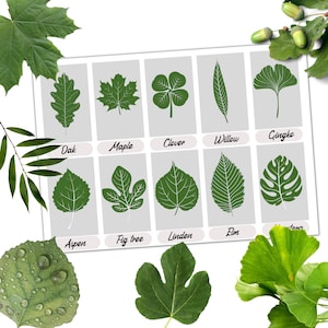 Cartes d'identification de feuille, identification de feuille d'arbre, chasse au trésor dans la nature, activité scolaire en forêt, promenade dans la nature