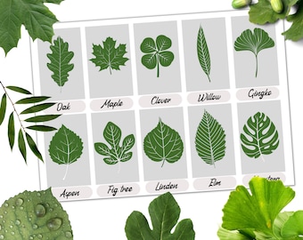 Leaf identification cards, tree leaf identification, nature scavenger hunt, forest school activity, nature walk