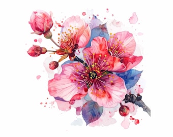Watercolor Cherry Blossom Clipart Spring Sakura PNG Transparent Background Instant Download