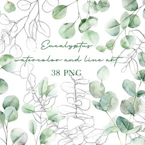 Clipart de eucalipto em aquarela, png de eucalipto, aquarela de folhas verdes, clipart de verdes de casamento, eucalipto