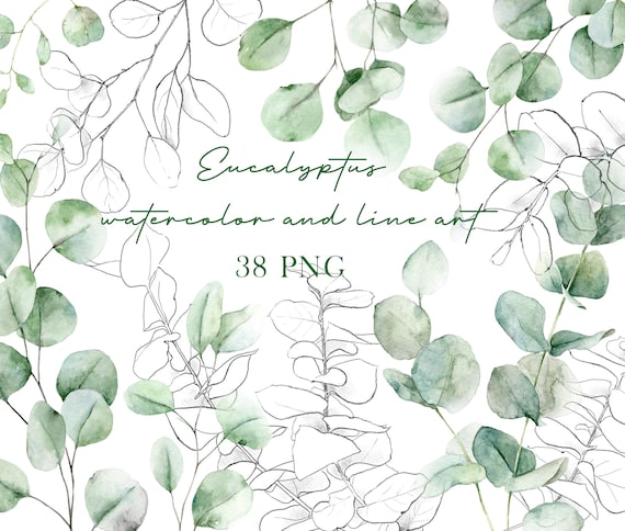 Watercolor eucalyptus clipart, eucalyptus png, green leaves watercolour, wedding greens clipart, eukalyptus