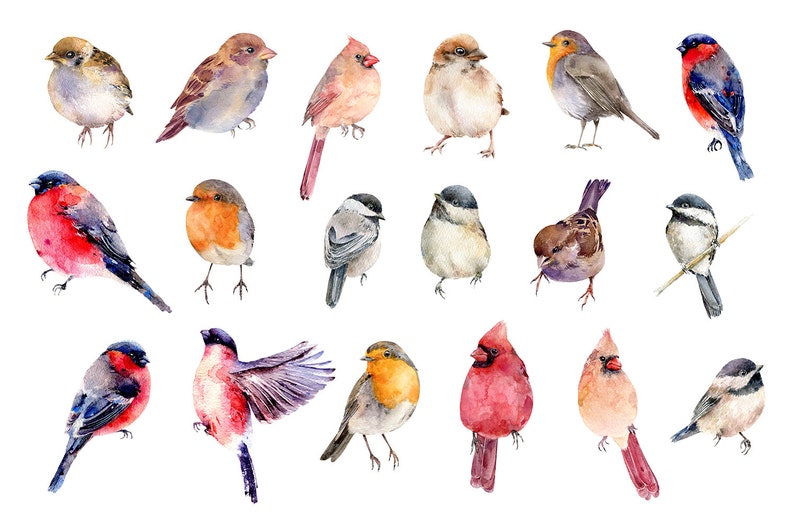 Winter Birds Watercolor Clipart Bullfinch Chickadee Red - Etsy