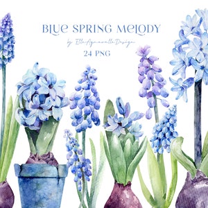 Blaue Frühlingsblumen Aquarell Clipart, Hyazinthe, Muscari png, blau floral, Sublimation, Aquarell Blumen Clipart