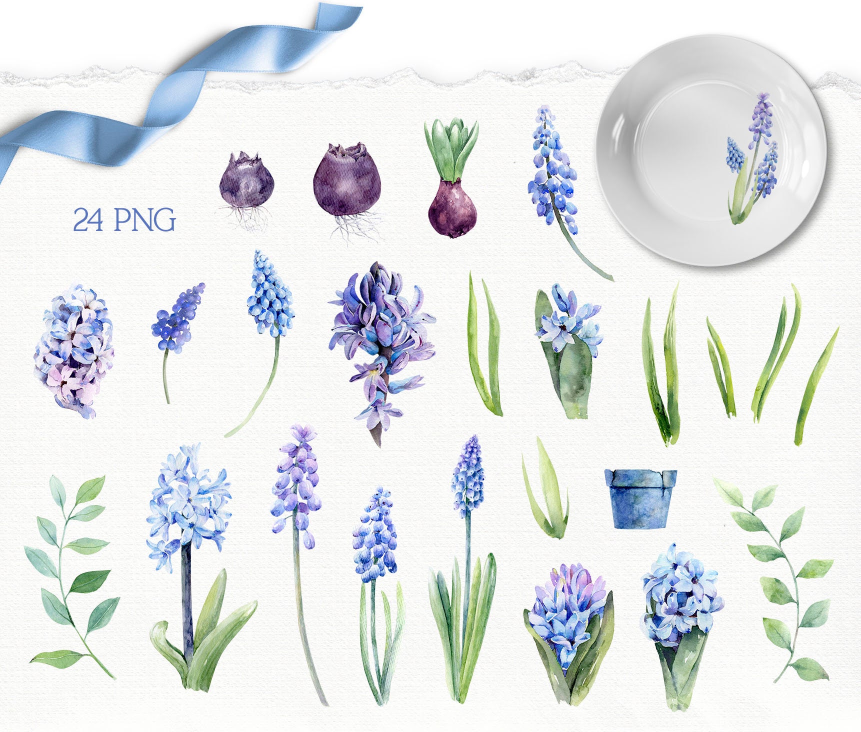 Blue Foral Spring Blue Spring Flowers Watercolor Clipart, Hyacinth, Muscari Png, Blue ...