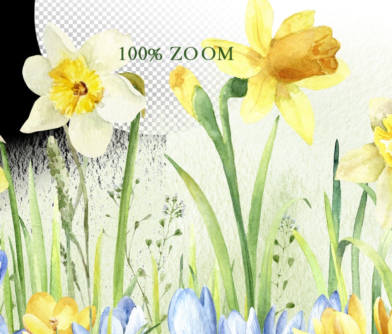 Spring Flowers Clipart, Watercolor Daffodils Png, Crocuses, Watercolor ...