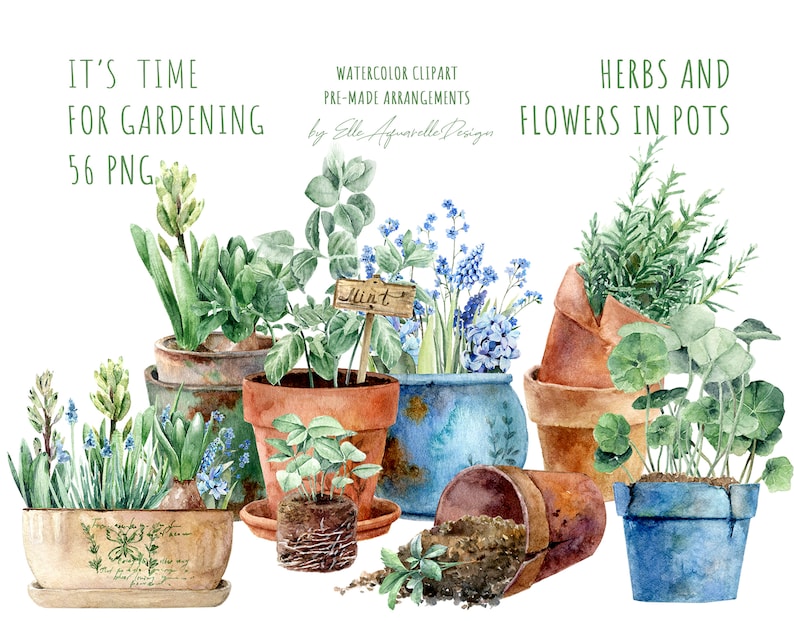 May include: Watercolor clipart of herbs and flowers in pots. The clipart includes a variety of plants, including mint, rosemary, and hyacinths. The pots are painted in a variety of colors, including blue, brown, and green. The clipart is perfect for adding a touch of nature to your designs.