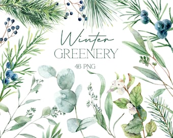 Könnte beinhalten: Aquarell-Illustrationen von winterlicher Grünpflanzen, darunter Tannenspitzen, Eukalyptus, Beeren und andere Blätter. Der Text "Winter Greenery 46 PNG" ist im Bild enthalten.