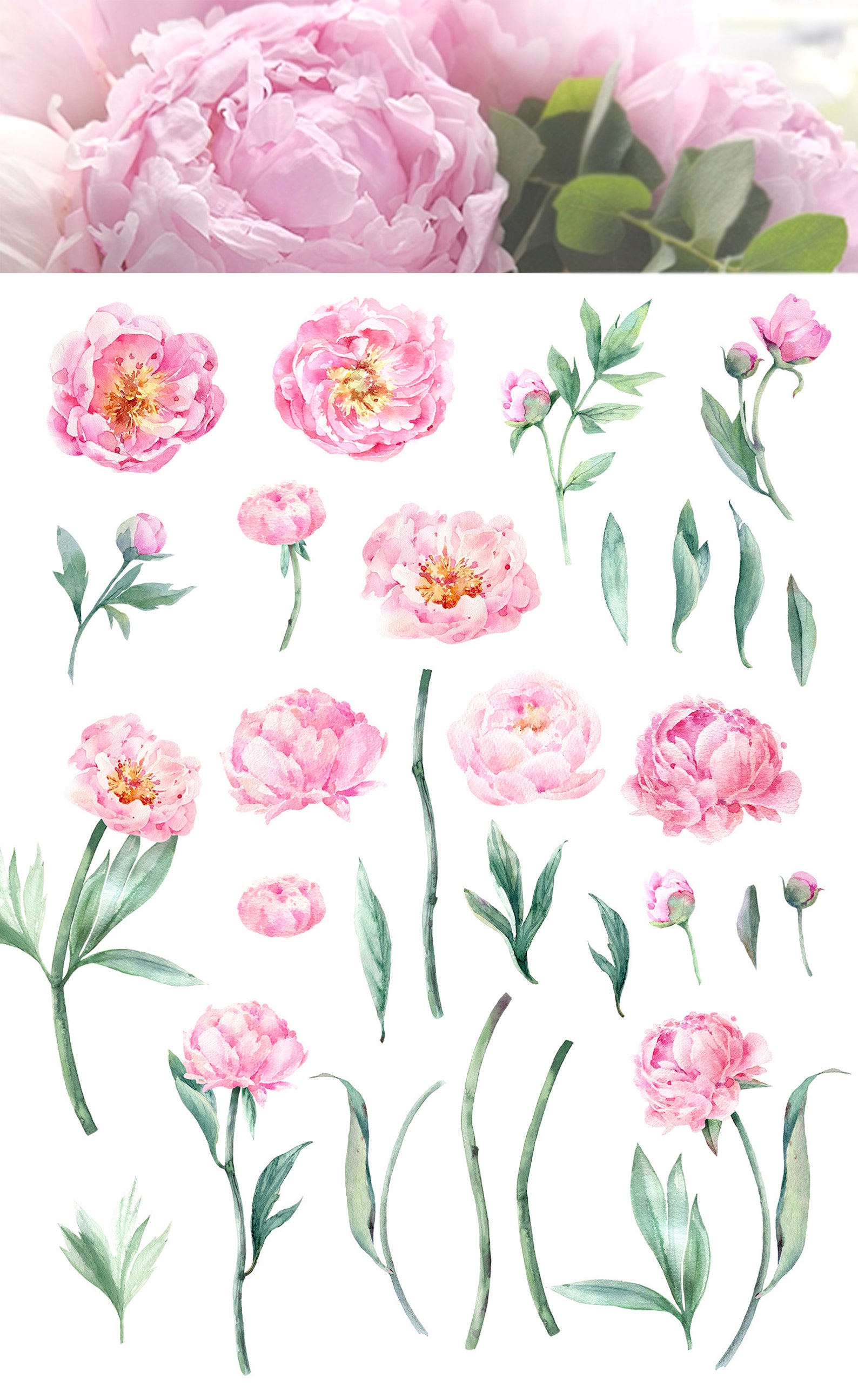 Watercolor Peony Clipart, Peonies Png, Blush Pink Flowers Clipart ...