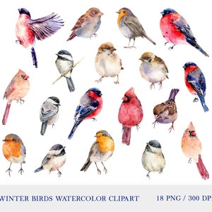 Oiseaux d’hiver aquarelle clipart, bouvreuil, mésange, cardinal rouge, moineau, rouge-gorge png, aquarelle oiseaux sublimation design