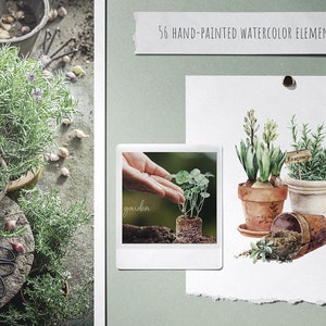 May include: A watercolor illustration of three potted plants. The plants are rosemary, hyacinth, and a small green plant. The pots are brown and white. The illustration is on a white background with the text "Rosemary" on a small wooden sign.