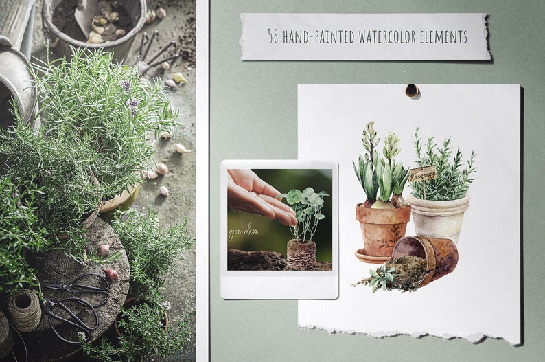 May include: A watercolor illustration of three potted plants. The plants are rosemary, hyacinth, and a small green plant. The pots are brown and white. The illustration is on a white background with the text "Rosemary" on a small wooden sign.