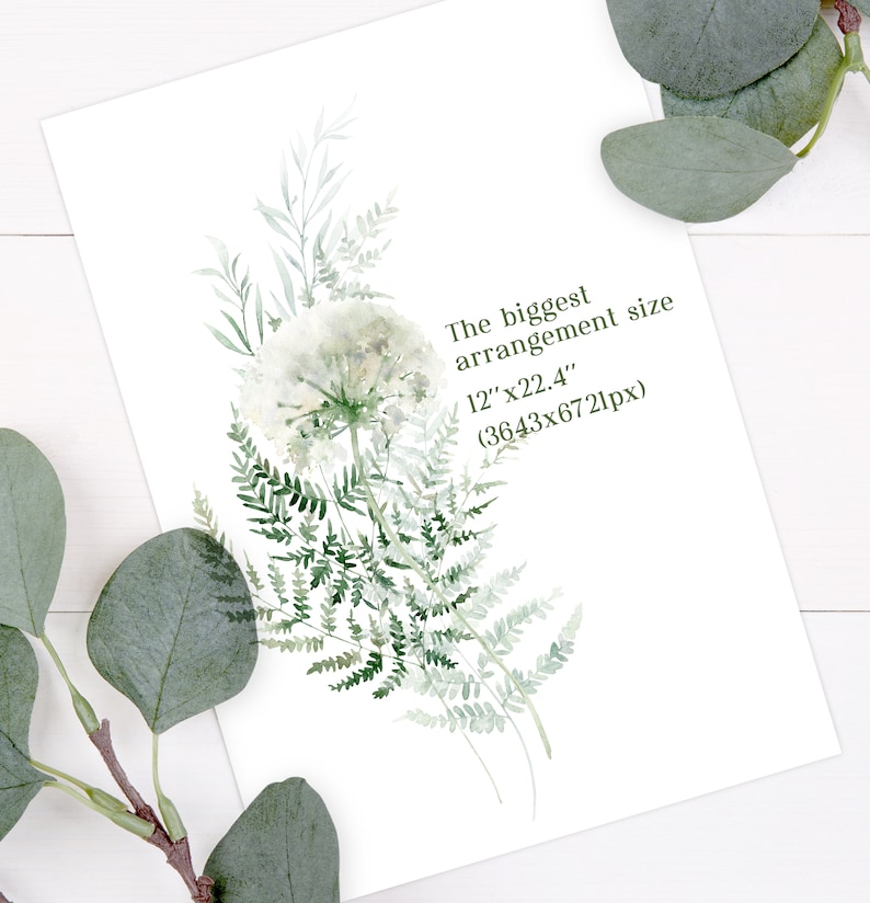 May include: A watercolor painting of a white dandelion with green ferns. The text "The biggest arrangement size 12" x 22.4" (3643x6721px)" is written in the bottom right corner.