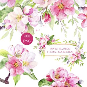May include: A watercolour illustration featuring apple blossoms in pink and white, with green leaves and branches. The image includes a pink circle with the text "+100 PNG" and a rectangular frame with the text "APPLE BLOSSOM FLORAL COLLECTION".