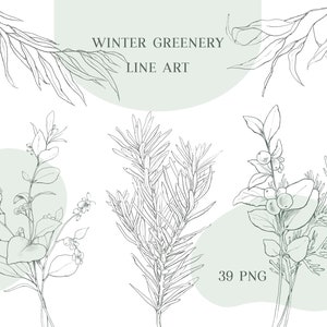 Wintergrün Linie Kunst Clipart png, kommerzielle, Bleistiftskizze Eukalyptus Linie Kunst, Hochzeit, Braut, Kunstgrafik, Fichte, Schneebeere