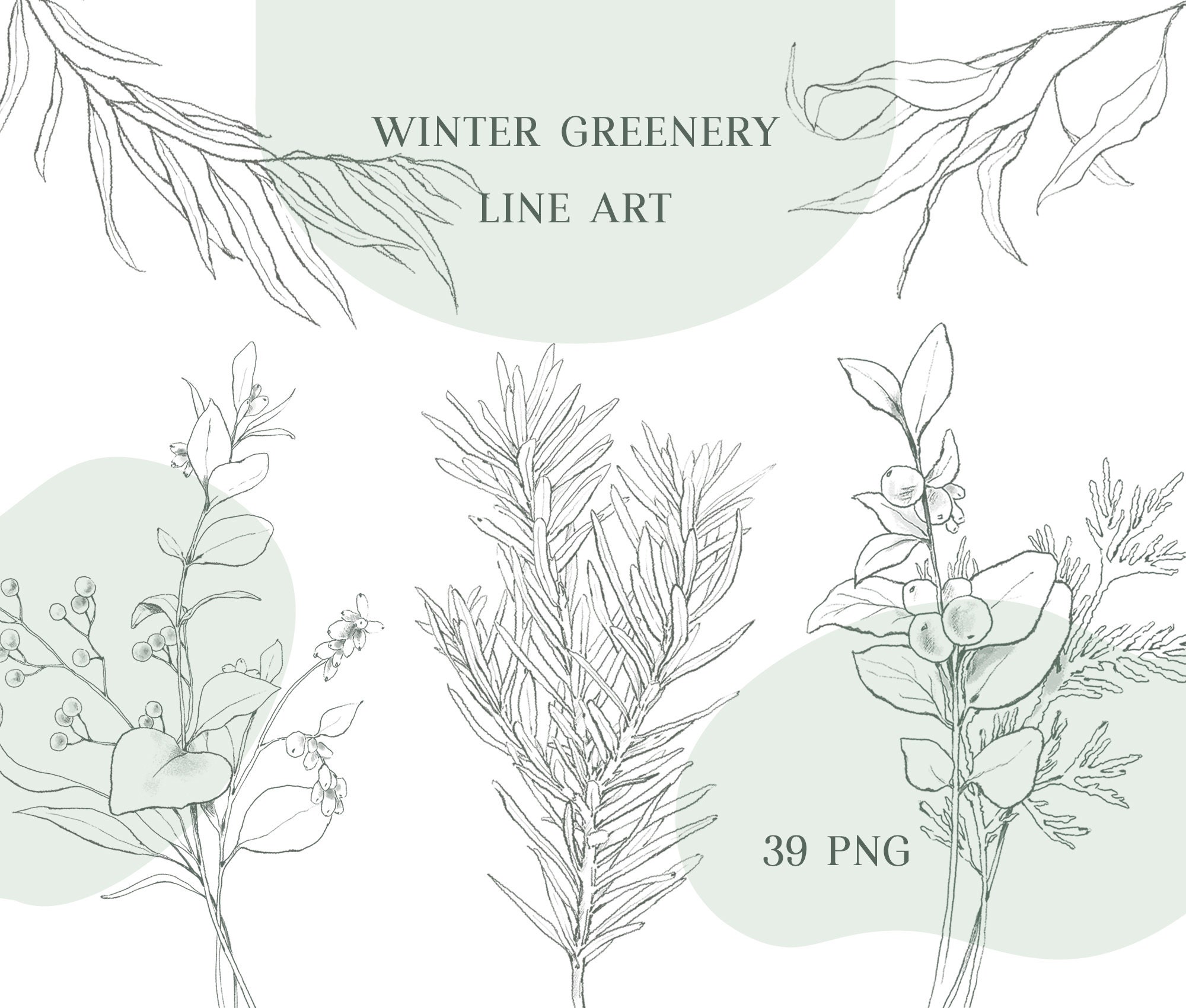 How to Draw Winter Greenery  Holly, Eucalyptus, Cedar, Mistletoe 