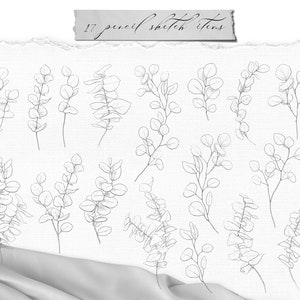 Eucalyptus clipart pencil sketch line art png, digital download, commercial