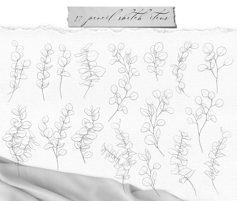 Eucalyptus clipart pencil sketch line art png, digital download, commercial