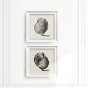 SEASHELLS Wall Art, 2 Square Print Set, BEACH Home Poster, Summer Wall Art, MUTED Gallery Set, Seashell Vintage Print, Digital Download, 790