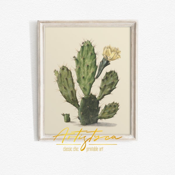 CACTUS Flower Drawing, Vintage Cactus Sketch, Antique Cactus Poster, BOTANICAL Illustration, Farmhouse Wall Art Decor, PRINTABLE Art, 771