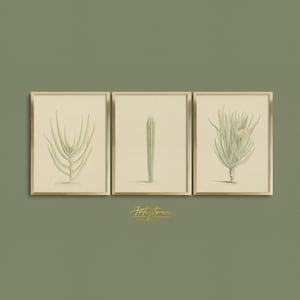 CACTUS Vintage Wall Art, Print Set of 3, CACTUS Botanical Print, CACTUS Digital Wall Art, Three Cacti Print Set, Printable Gift Download 439