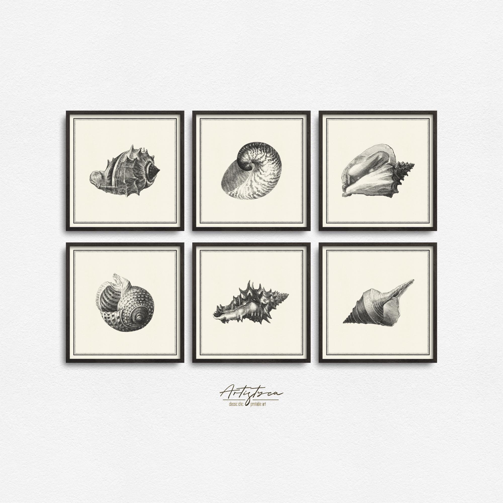 SEASHELL Gallery Wall Art, Print Set of 6, SEASHELL Collection Square ...