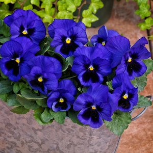 Blåfläckig pensé, 0,2 g / 50 frön, GMO-fri, Viola Wittrockiana