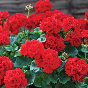 Op de afbeelding: Een close-up van een levendige rode geranium plant in volle bloei. De bloemen zijn dicht bij elkaar gegroepeerd in een dichte massa, wat een opvallend kleurenspektakel creëert.