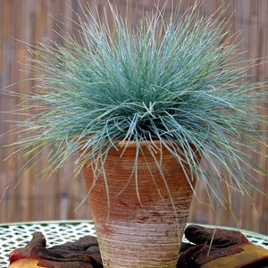 Blauschwingelgras, 0,2 g/50 Samen, Festuca glauca, GMO Frei