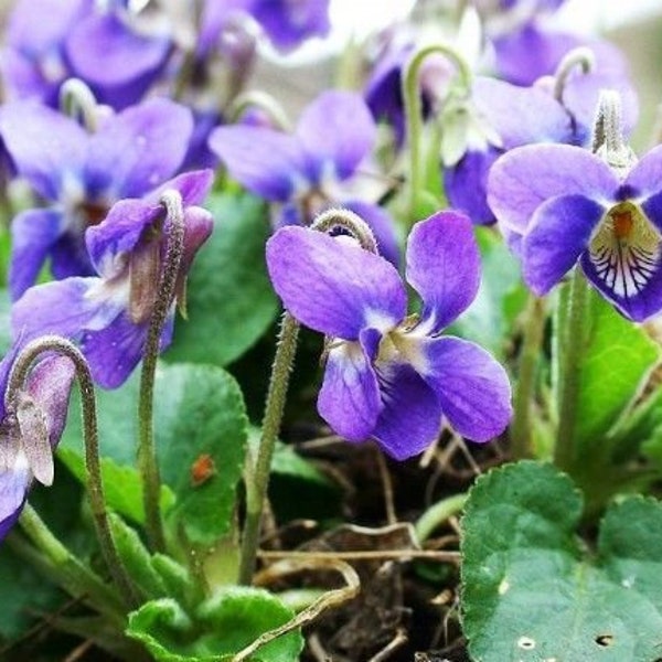 Wood violet, sweet violet, English violet, Florist's violet, Garden violet, 0.3 g / 100 seeds - Viola odorata - GMO Free