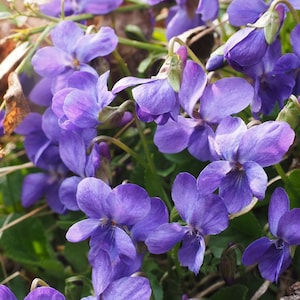 Puede incluir: Un primer plano de un grupo de violetas moradas en flor. Las flores son delicadas y tienen una textura suave y aterciopelada. El fondo es un desenfoque de hojas verdes.