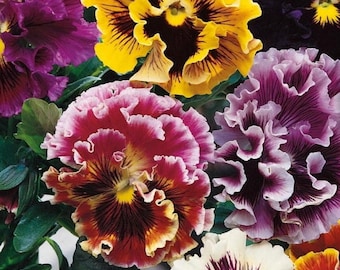 Pansy Rokoko Cores Mistas, 0,2 g / 50 Sementes, Sem OGM, Viola wittrockiana