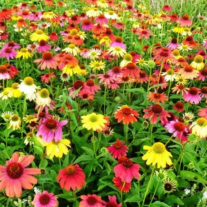 Coneflower, Echinacea Flowers MIX collors, 1g / 100 Seeds, Echinacea sp., GMO FREE