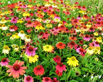 Equinácea, flores de equinácea, mezcla de colores, 1 g / 100 semillas, Echinacea sp., libre de OMG